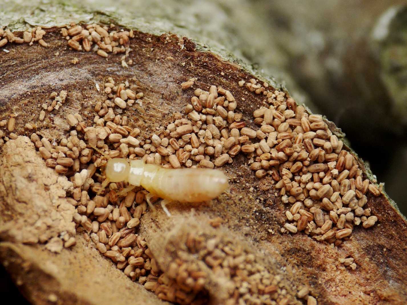Kalotermes flavicollis